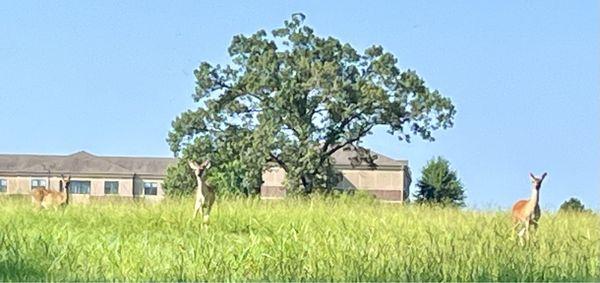 Lots of deer in the area, see them several times and places during my walks.