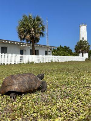 Hi, my name is Sam the turtle. Welcome to my island!