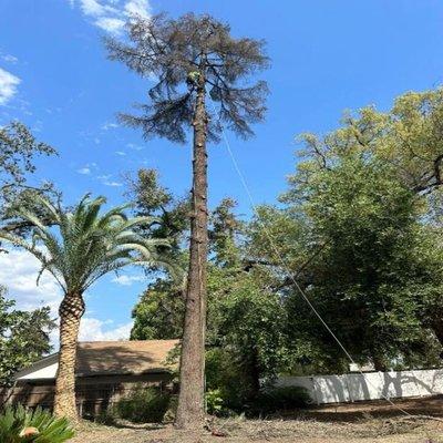 All Valley Tree Service & Landscaping