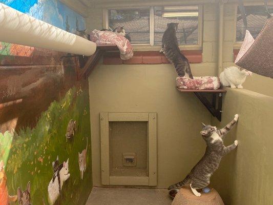 Catio with new mural showing donors beloved cats, birds and turtle!