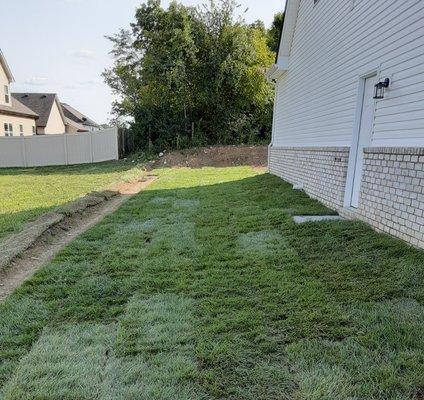 Newly installed Tall Fescue.