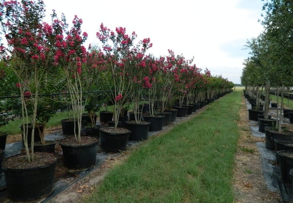 Hope Valley Tree Farm