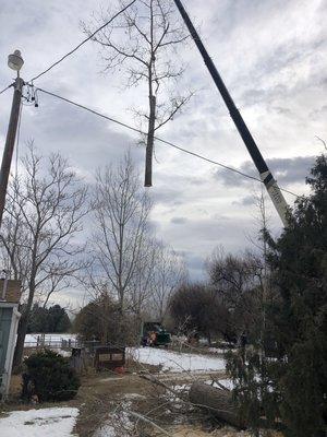 All three of these trees were lifted up and over the powerlines