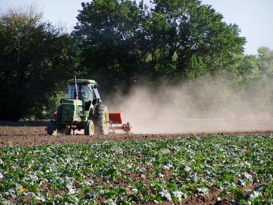 Farming squash