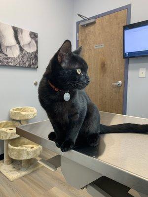 The visit rooms have space to play and hide and lots of treats!