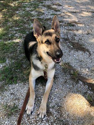 Shadow the German Shepherd rocking a down stay