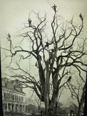 Just funny.  1800's tree trimming