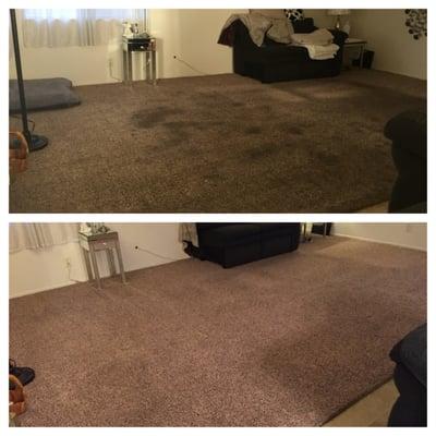 Before and after. No more pet stains and dirt!