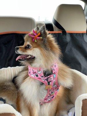 Showing off her hair accessories from PetSmart