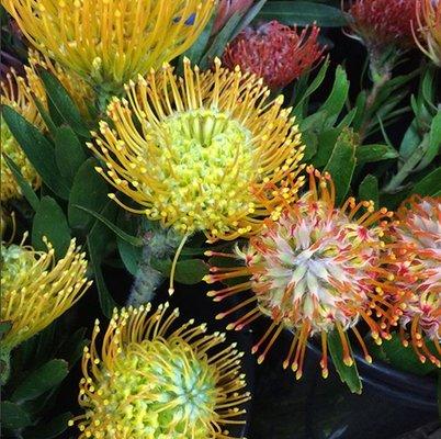 Pincushion Protea