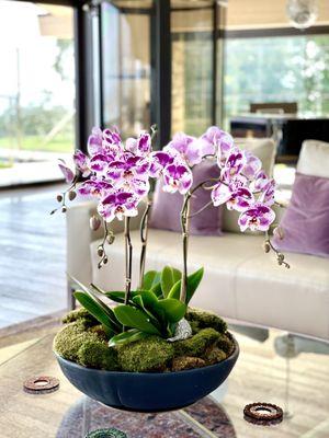 Long lasting orchid plant