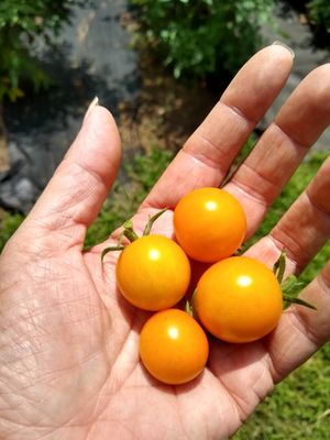 Orange Sunshine cherry tomatoes from our store garden. They are delicious and have a little bit of a lemony taste.