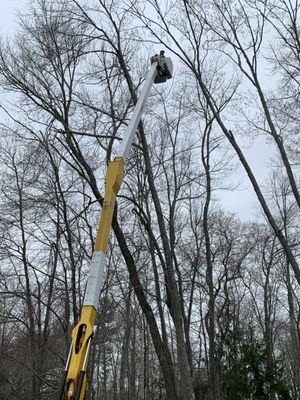 Tree trimming