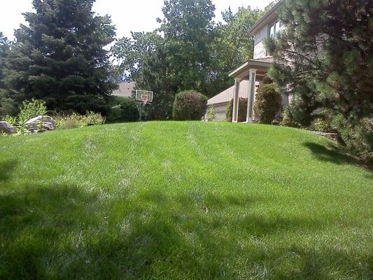 This is what your lawn will look like if you use our service for 11 years then cancel and wait 10 months. It still looks great!