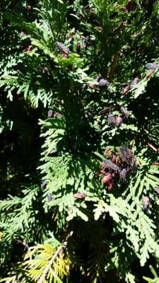 Infesting the tree in Fall River Massachusetts