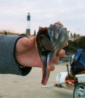 Tybee Beach Ecology Trips are conducted at the North Beach area  near the Tybee Island Lighthouse