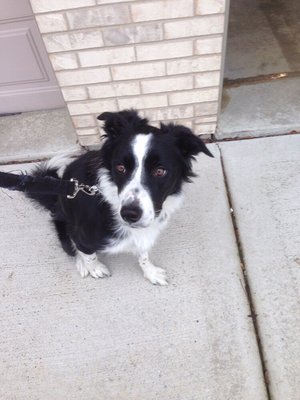 Murphy taking his afternoon walking with Rickys Pampered Pets