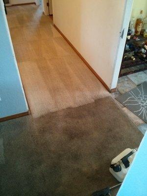 deep carpet cleaning, stain removal and spot cleaining