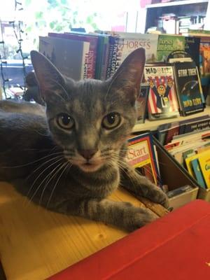 Book store cat