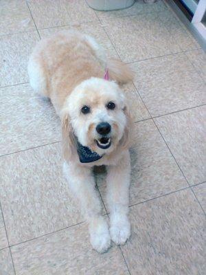 Ashley likes I do not use dog cages for grooming dogs here.  She is waiting for her owner to arrive .She is a joy to groom,  .