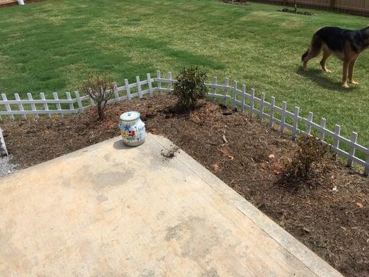 The plants were poisoned by the landscaper using something like Round Up to kill the grass below the mulch.