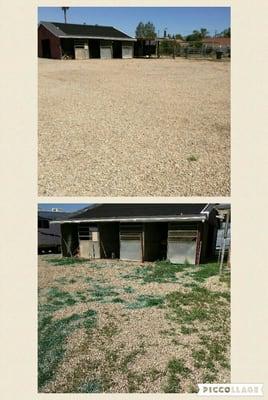 Weeds before and after. Give us a call for all your pest control needs.