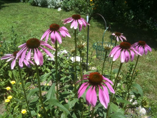 Purple cone Flowers