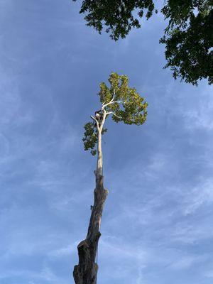 Tree removal