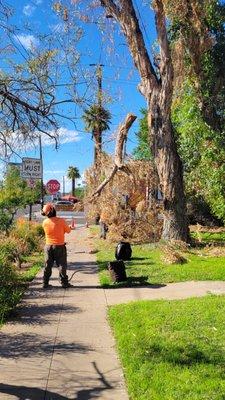 Lowering a big branch down