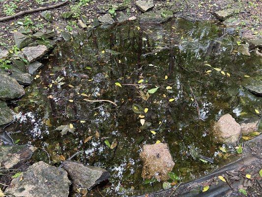 Small pond along trail