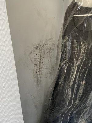 Black mold in my closet