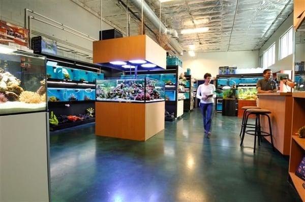 Age of Aquariums retail store, picturing our 350 gallon live reef display