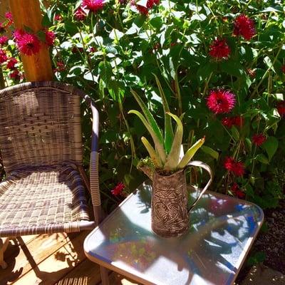 Beautiful Aloe in  "found" as watering can