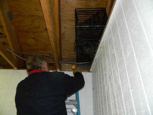 Jim Comstock removing a raccoon who managed to chew into a basement.