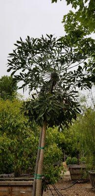 Cussonia spicata, Cabbage tree