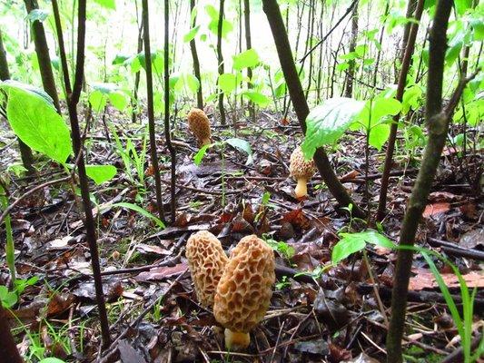 MN Morels - yes, we sell these!