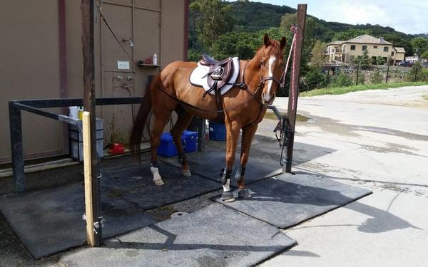 Tacked up and ready to ride!