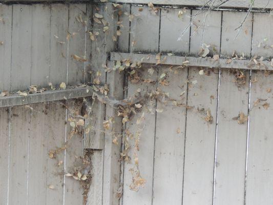 One of hundreds of black widow web nests.