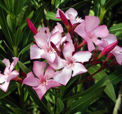 Oleander Removal