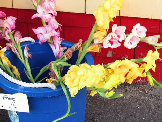 gladiolas in bucket outside for free