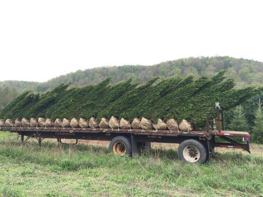 If your looking for a truck load or even 10 trees we got you covered! All trees are dug fresh to order.