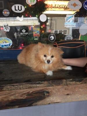 My fur baby at the bar