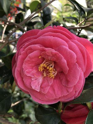 Japanese Garden Flower