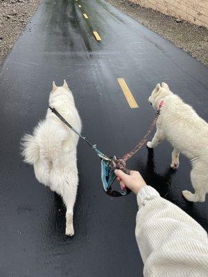 Niko and kiba walking nicely together on a rainy day. They were checked on via drop-in visits 1-2 times a day.