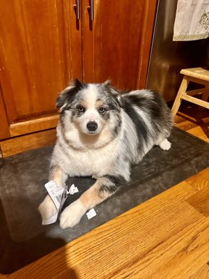 Mini Aussie Grooming