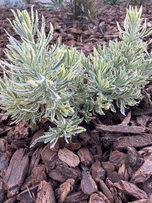 Variegated lavender