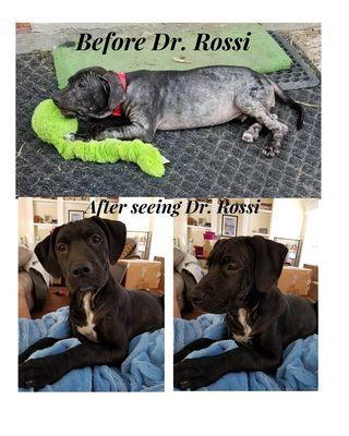 Not only were they dumped and unwanted. But not a single other rescue would take them due to their skin conditions. Dr. Rossi is our hero!