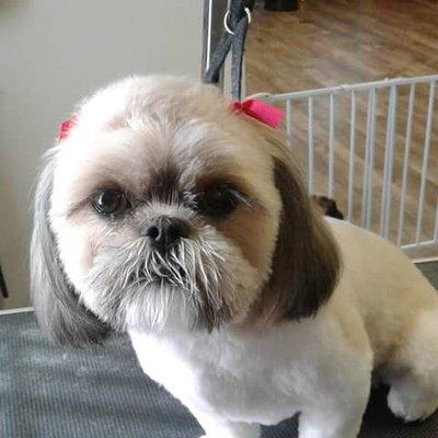 SHIH TZU GROOM