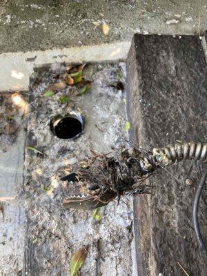 Drain Cleaning!