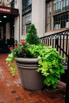 Interior Plantscapes